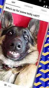 تحميل تطبيق 9GAG مهكر Apk للاندرويد 2026 أخر إصدار مجانا