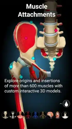 تحميل تطبيق Anatomy Learning مهكر Apk للاندرويد 2026 أخر إصدار مجانا